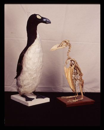 Media type: image;   Ornithology 171764 Description: published in Rarest of the Rare;